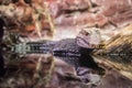 Cuvier`s dwarf caiman