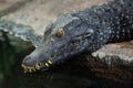 Cuvier`s dwarf caiman Paleosuchus palpebrosus Royalty Free Stock Photo