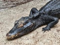 Cuvier's dwarf caiman - Paleosuchus palpebrosus - is a small crocodilian in the alligator family from northern and