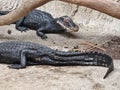 Cuvier's dwarf caiman - Paleosuchus palpebrosus - is a small crocodilian in the alligator family from northern and