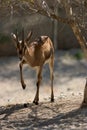 Cuvier's Gazelle