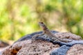 Cuvier\'s Madagascar Swift (Oplurus cuvieri), Miandrivazo, Menabe Madagascar wildlife