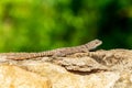 Cuvier\'s Madagascar Swift (Oplurus cuvieri), Miandrivazo, Menabe Madagascar wildlife Royalty Free Stock Photo