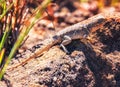 Cuvier`s Madagascar Swift, Oplurus cuvieri, Palmarium Reserve, Eastern Madagascar