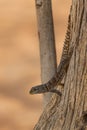 Cuvier`s Madagascar Swift - Oplurus cuvieri