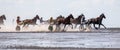 Cuxhaven, Germany - Aug 25, 2019: equestrian at the horse race in the mud flat at Duhner Wattrennen