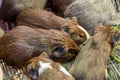 Guinea pigs, in South America called cuys, on sale in the market of Guamote,