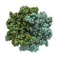 CXCL1 cytokine (AKA melanoma growth-stimulatory activity)