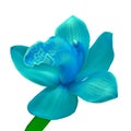 Cyan blue orchid flower isolated white background with clipping path. Flower bud on a green stem