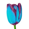 Cyan burgundy tulip flower isolated on a white background. Close-up. Flower bud on a green stem