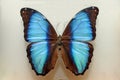 Cyan butterfly