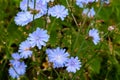 Cyan chicory flowers on a dark green background