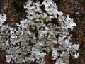 Cyan lichen on ash tree bark Royalty Free Stock Photo