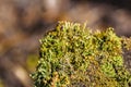 Cyan lichen and other lichens and moss Royalty Free Stock Photo