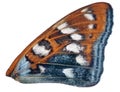 Orange and cyan single butterfly wing on white