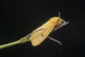 Cyana flavalba moth perching on the tips of the stem.