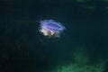 Cyanea lamarckii, blue jellyfish, bluefire jellyfish Royalty Free Stock Photo