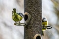 Blue tits perched on a bird feeder, with a shallow depth of field Royalty Free Stock Photo