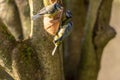 Cyanistes caeruleus.Eurasian Blue Tit against a natural woodland background