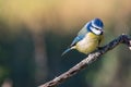 Cyanistes caeruleus or  Herrerillo Comun on a branch Royalty Free Stock Photo