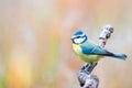 Cyanistes caeruleus or  Herrerillo Comun on a branch Royalty Free Stock Photo