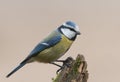 Cyanistes caeruleus Royalty Free Stock Photo