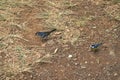 A Cyanistes teneriffae and a Fringilla coelebs ssp. canariensis in a forest of Tenerife Royalty Free Stock Photo