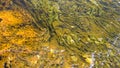 Cyanobacteria and algae in runoff water from a hot spring in yellowstone Royalty Free Stock Photo