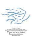 Cyanobacteria Royalty Free Stock Photo