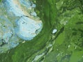 Cyanobacteria, algae - attack of colours Royalty Free Stock Photo