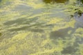 Cyanobacteria blue-green algae bloom infection growing in pond lake river