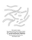 Cyanobacteria