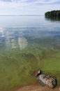 Cyanobacteria on the lake, green water, spoiled summer