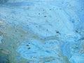 Cyanobacteria, algae - mix of colours, background