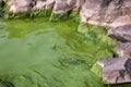 Cyanobacteria in Taihu lake Royalty Free Stock Photo