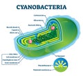 Cyanobacteria vector illustration. Labeled bacteria internal structure scheme Royalty Free Stock Photo