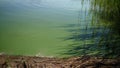 Cyanobacterium in a lake Royalty Free Stock Photo