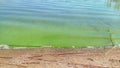 Cyanobacterium in a lake Royalty Free Stock Photo