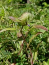 Cyanotis cristata Crested Spreading Dayflower Royalty Free Stock Photo