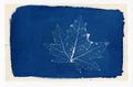 Cyanotype print of a skeleton leaf Royalty Free Stock Photo