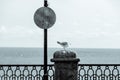 Cyanotype Seagull on a coastal wall