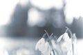 Cyanotype snowdrops hazy backdrop, matte pastel toned