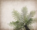 Cyathea on antique cracked paper Royalty Free Stock Photo