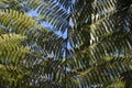 Cyathea dealbata leaf on blue sky background.