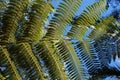 Cyathea dealbata leaf on blue sky background.