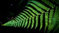 Cyathea Dealbata Silver Tree Fern Royalty Free Stock Photo