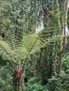 Cyathea lepifera is a kind of wild plant on forest Royalty Free Stock Photo