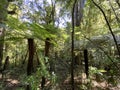 Cyathea smithii, katote or SmithÃ¢â¬â¢s tree fern Royalty Free Stock Photo