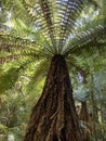 Cyathea smithii, katote or SmithÃ¢â¬â¢s tree fern Royalty Free Stock Photo