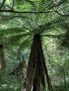 Cyathea smithii, katote or SmithÃ¢â¬â¢s tree fern Royalty Free Stock Photo